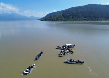 Libera Compesca 30 mil crías de pez blanco y acúmara en lago de Pátzcuaro