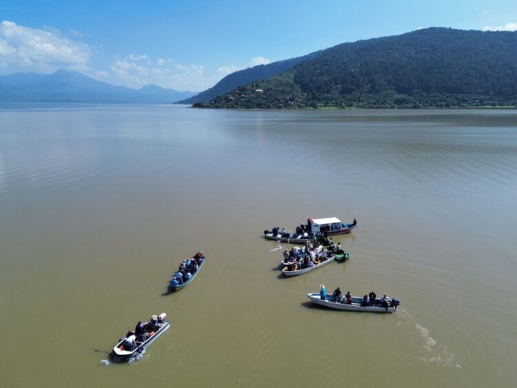 Libera Compesca 30 mil crías de pez blanco y acúmara en lago de Pátzcuaro