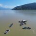 Libera Compesca 30 mil crías de pez blanco y acúmara en lago de Pátzcuaro