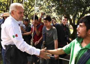 Busca Bedolla proteger aguacate michoacano con Indicación Geográfica