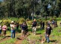 Desmantela FGE huerta de aguacate en Los Reyes por delitos contra el ambiente