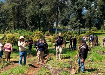 Desmantela FGE huerta de aguacate en Los Reyes por delitos contra el ambiente