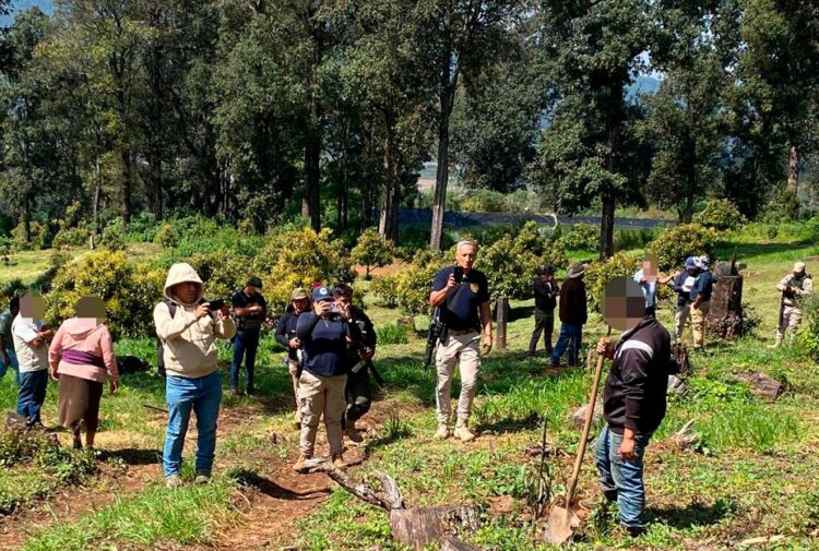 Desmantela FGE huerta de aguacate en Los Reyes por delitos contra el ambiente