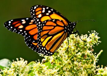 Llegó la primera Mariposa Monarca con transmisor satelital a Michoacán: Sectur