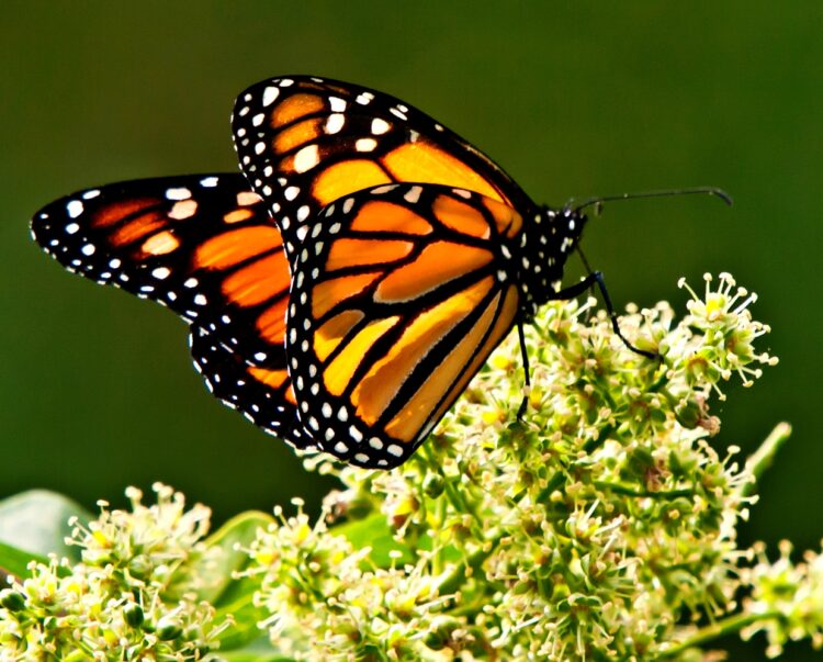 Llegó la primera Mariposa Monarca con transmisor satelital a Michoacán: Sectur