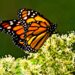 Llegó la primera Mariposa Monarca con transmisor satelital a Michoacán: Sectur