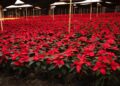 Florece la Navidad en Michoacán; es segundo productor de Nochebuena en México