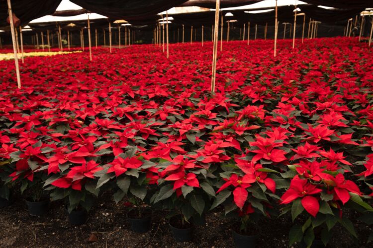 Florece la Navidad en Michoacán; es segundo productor de Nochebuena en México