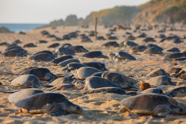 Descubre el santuario de las tortugas marinas en la Costa Michoacana y sé testigo de su nacimiento