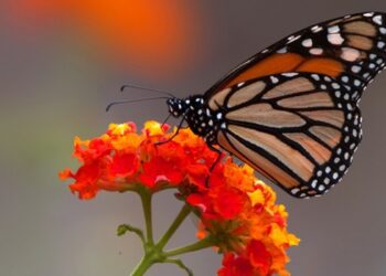 Recibe 2026 rodeado de naturaleza en santuarios de la Monarca