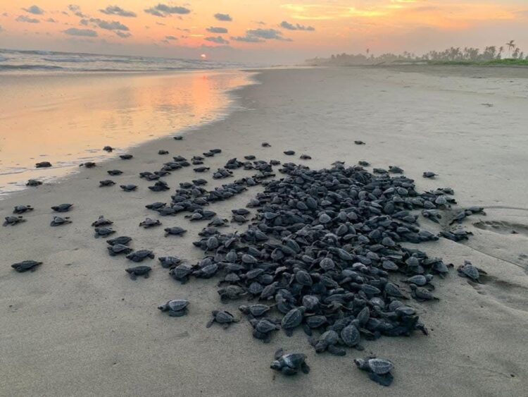 Se consolida Michoacán como santuario de la tortuga laúd; hay 100 nidos protegidos