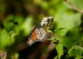 Celebra Bedolla incremento del 64% en migración de Mariposa Monarca