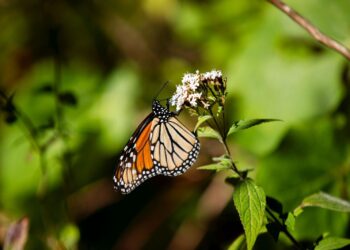 Celebra Bedolla incremento del 64% en migración de Mariposa Monarca
