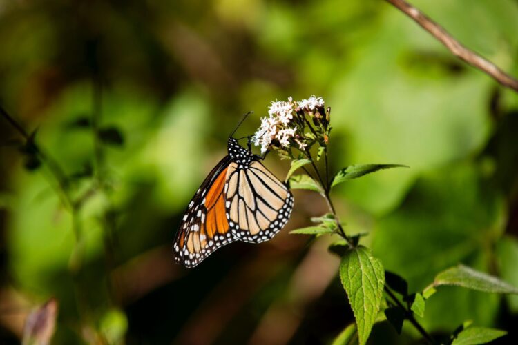 Celebra Bedolla incremento del 64% en migración de Mariposa Monarca