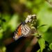 Celebra Bedolla incremento del 64% en migración de Mariposa Monarca