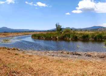 Tres nuevos manantiales consolidan rescate del lago de Pátzcuaro