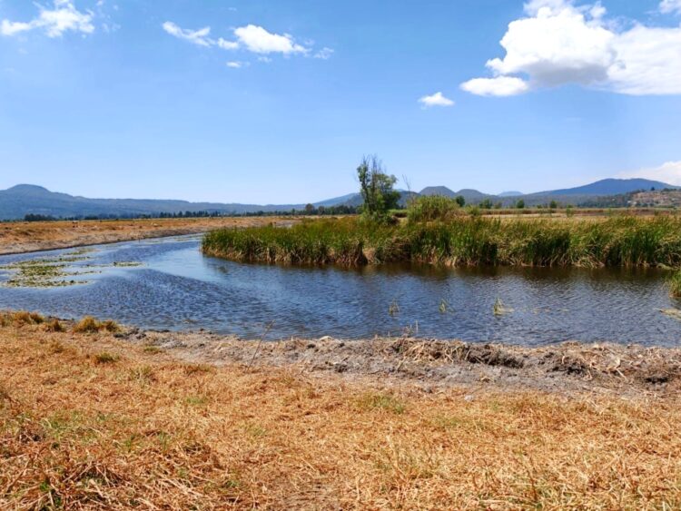 Tres nuevos manantiales consolidan rescate del lago de Pátzcuaro