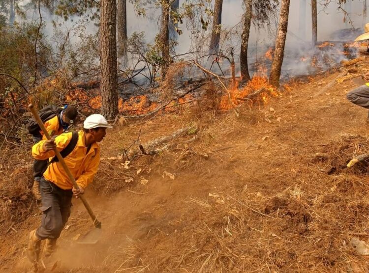 Continúan labores coordinadas para controlar incendio forestal en Copándaro