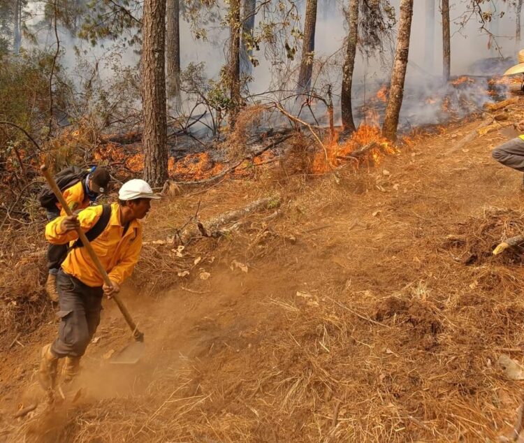 Con apoyo aéreo, 149 brigadistas atacan incendio forestal en Salvador Escalante