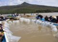Gobierno estatal libera 40 mil crías de pez blanco en el Lago de Pátzcuaro
