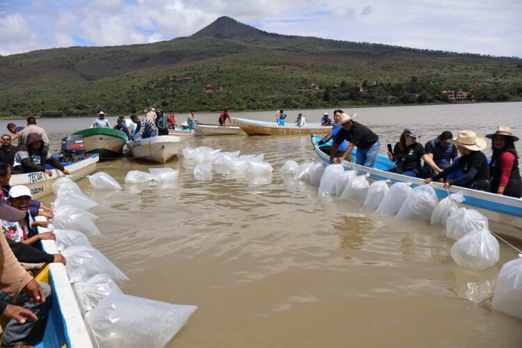 Gobierno estatal libera 40 mil crías de pez blanco en el Lago de Pátzcuaro