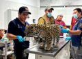 Resguarda zoológico de Morelia jaguar rescatado en Zitácuaro