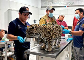 Resguarda zoológico de Morelia jaguar rescatado en Zitácuaro