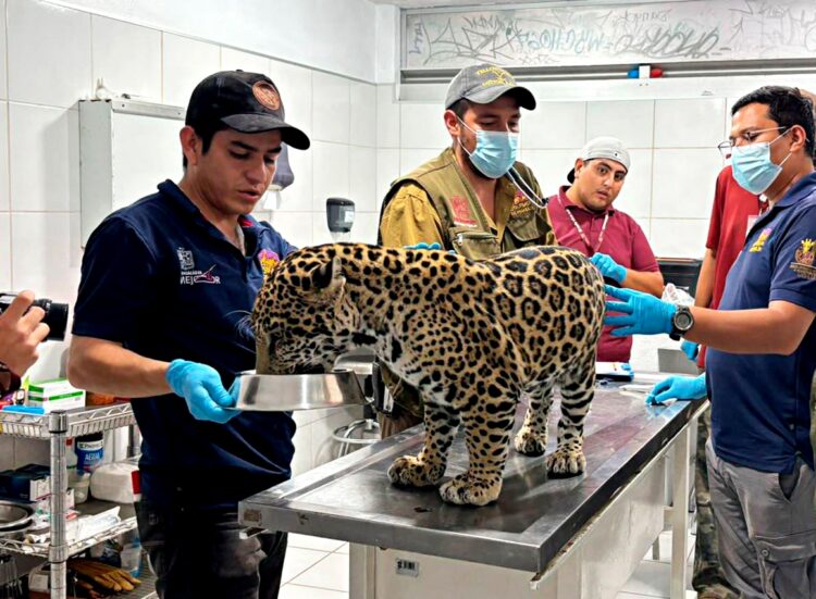 Resguarda zoológico de Morelia jaguar rescatado en Zitácuaro