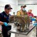 Resguarda zoológico de Morelia jaguar rescatado en Zitácuaro