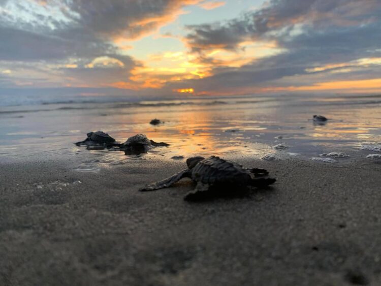Nacen más de 6.7 millones de tortugas marinas en la costa michoacana