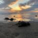 Nacen más de 6.7 millones de tortugas marinas en la costa michoacana