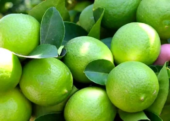 Consolida Michoacán liderazgo agrícola, aporta 28.2% de exportaciones nacionales