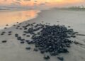 Michoacán, listo para el arribo de miles de tortugas marinas