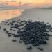 Michoacán, listo para el arribo de miles de tortugas marinas