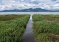 Intensifican trabajos de desazolve en lago de Cuitzeo con maquinaria especializada