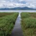 Intensifican trabajos de desazolve en lago de Cuitzeo con maquinaria especializada