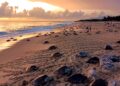 Inicia arribazón de tortugas marinas a playas de Michoacán