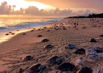 Inicia arribazón de tortugas marinas a playas de Michoacán