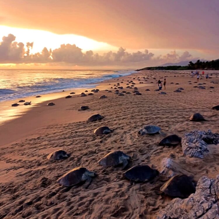 Inicia arribazón de tortugas marinas a playas de Michoacán