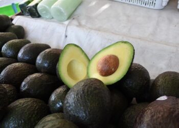 Cosechó Michoacán 1 millón 460 mil toneladas de aguacate durante 2025-2026