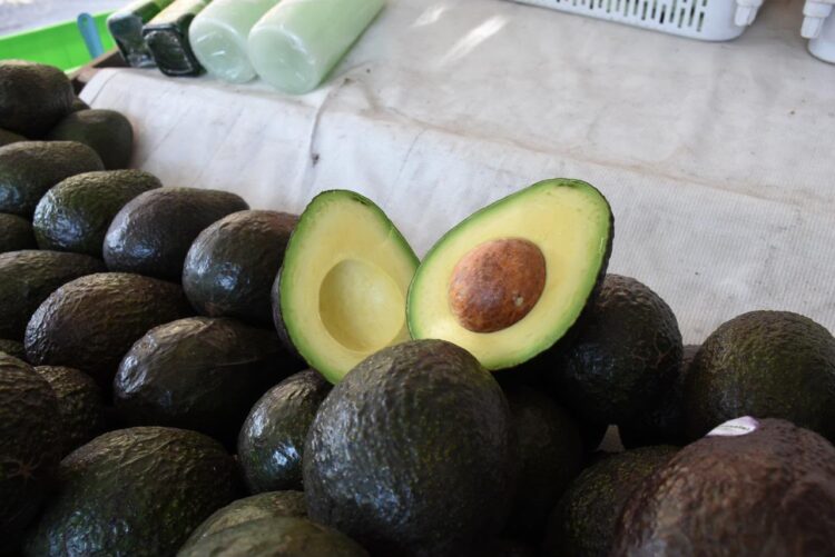 Cosechó Michoacán 1 millón 460 mil toneladas de aguacate durante 2025-2026