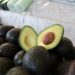 Cosechó Michoacán 1 millón 460 mil toneladas de aguacate durante 2025-2026