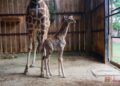 Nace nueva jirafa en el Zoológico de Morelia. Es la quinta