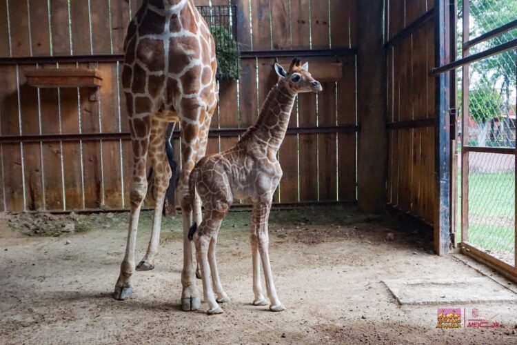 Nace nueva jirafa en el Zoológico de Morelia. Es la quinta