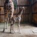 Nace nueva jirafa en el Zoológico de Morelia. Es la quinta
