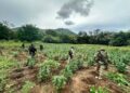 Destruyen SSP y Defensa Nacional 96 mil plantas de mariguana en Huetamo
