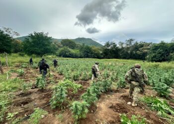 Destruyen SSP y Defensa Nacional 96 mil plantas de mariguana en Huetamo