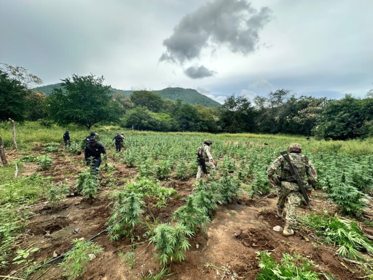 Destruyen SSP y Defensa Nacional 96 mil plantas de mariguana en Huetamo