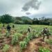 Destruyen SSP y Defensa Nacional 96 mil plantas de mariguana en Huetamo